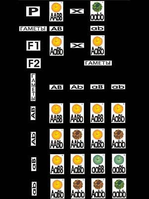 Модель-аппликация <Дигибридное скрещивание>
