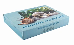Коллекция <Раковины моллюсков>